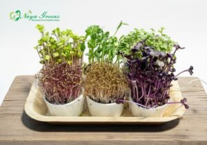 Mix Microgreens - Live Tray