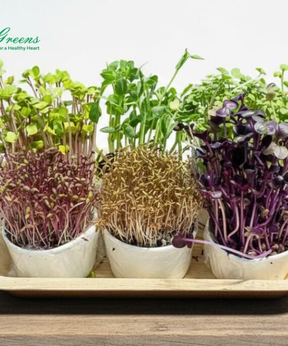 Mix Microgreens - Live Tray