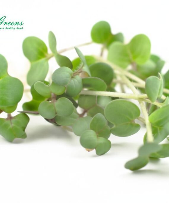 Mustard Microgreens – Fresh Cut