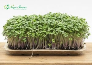 Mustard Microgreens - Live Tray