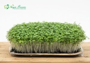 Pak Choi Microgreens - Live Tray