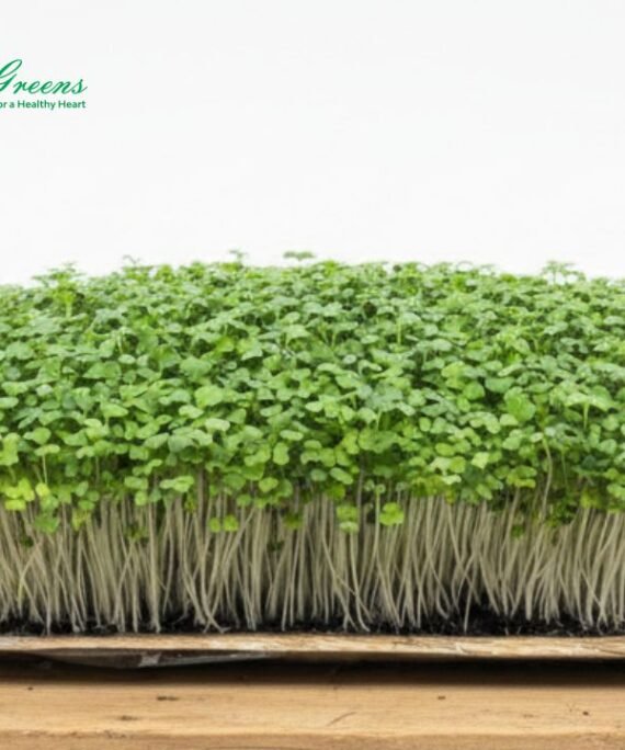 Pak Choi Microgreens - Live Tray