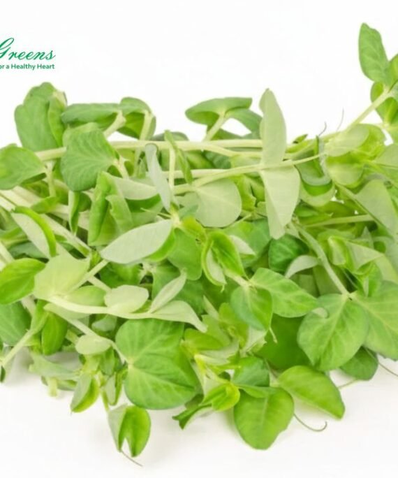 Pea Shoots Microgreens – Fresh Cut