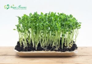 Pea Shoots Microgreens - Live Tray