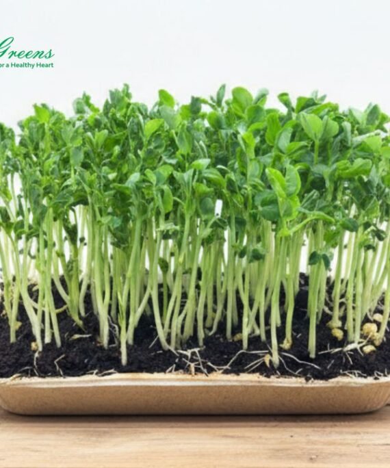 Pea Shoots Microgreens - Live Tray