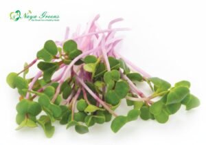 Radish Pink Microgreens – Fresh Cut