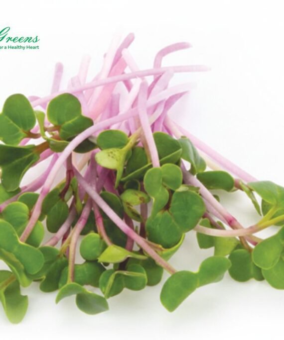 Radish Pink Microgreens – Fresh Cut