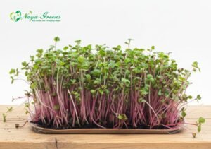 Radish Pink Microgreens - Live Tray