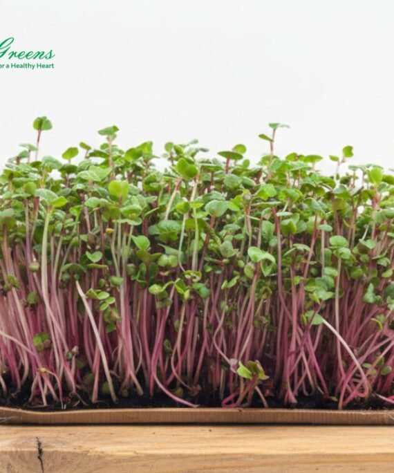 Radish Pink Microgreens - Live Tray