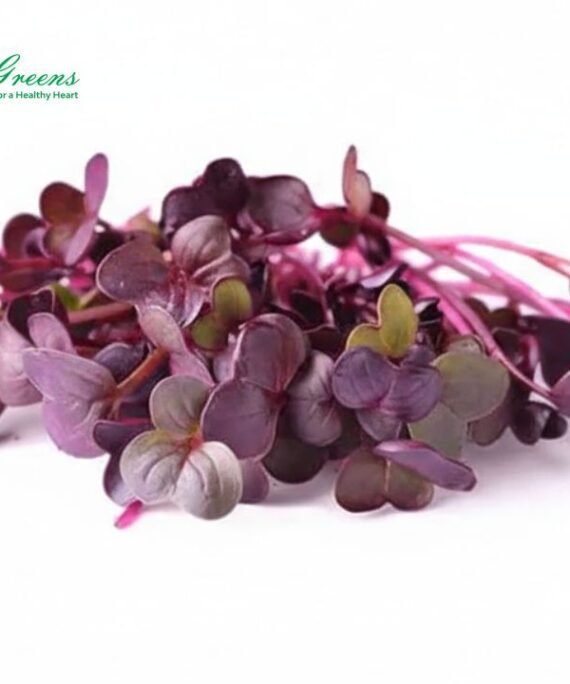 Radish Purple Microgreens – Fresh Cut