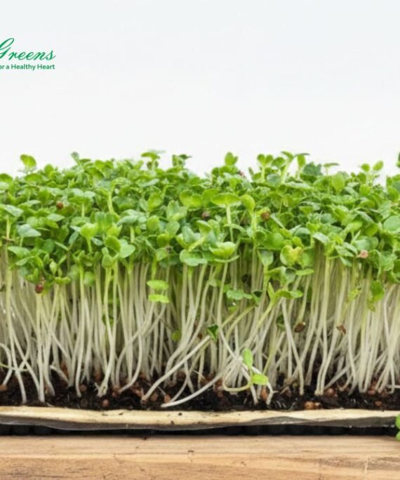 Radish White Microgreens - Live Tray