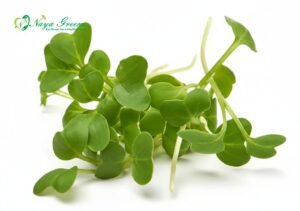Radish White Microgreens – Fresh Cut