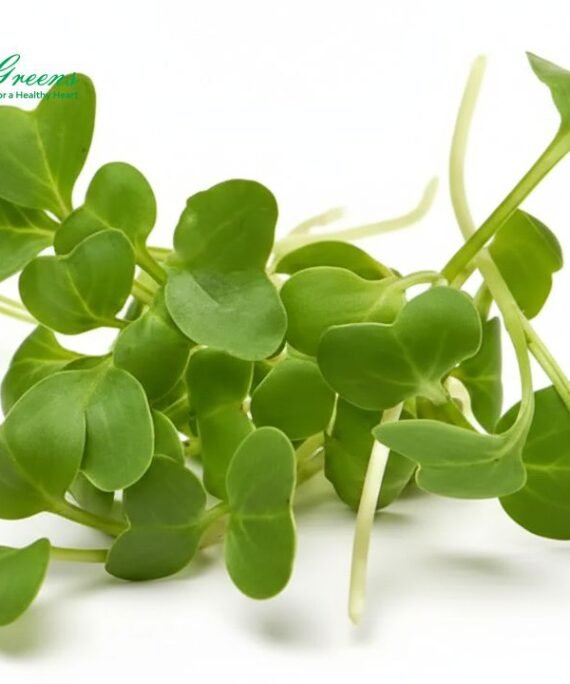 Radish White Microgreens – Fresh Cut