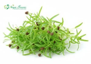 Spinach Microgreens – Fresh Cut