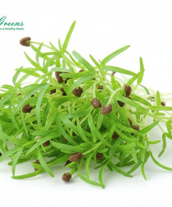 Spinach Microgreens – Fresh Cut