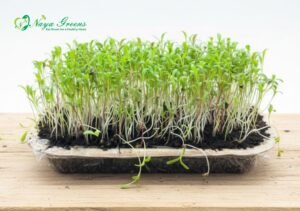 Spinach Microgreens - Live Tray