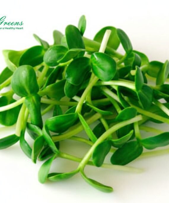 Sunflower Microgreens – Fresh Cut
