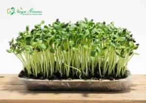 Sunflower Microgreens - Live Tray