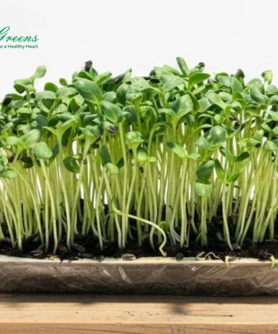 Sunflower Microgreens - Live Tray