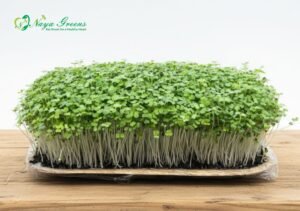 Turnip Microgreens - Live Tray