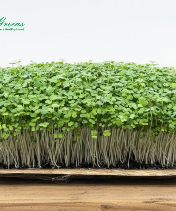 Turnip Microgreens - Live Tray