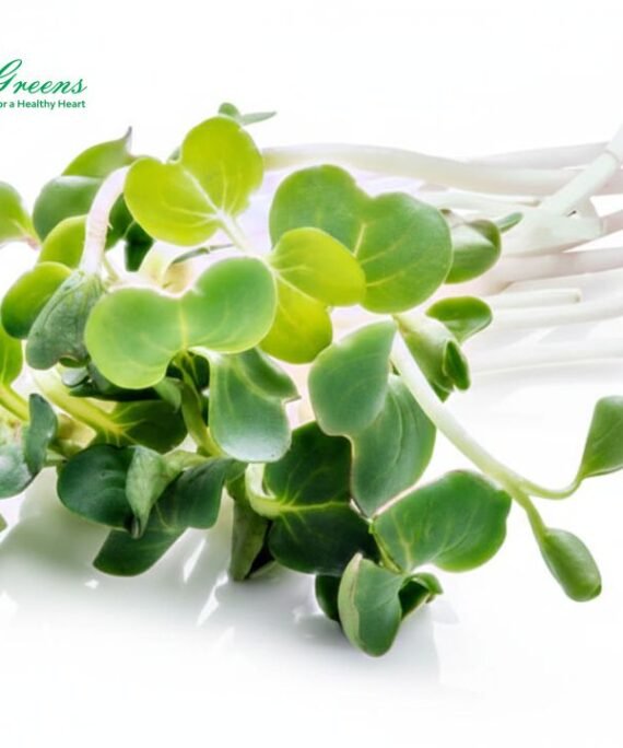 Turnip Microgreens – Fresh Cut