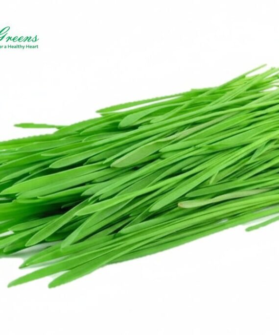 Wheatgrass Microgreens – Fresh Cut