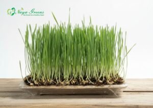 Wheatgrass - Live Tray