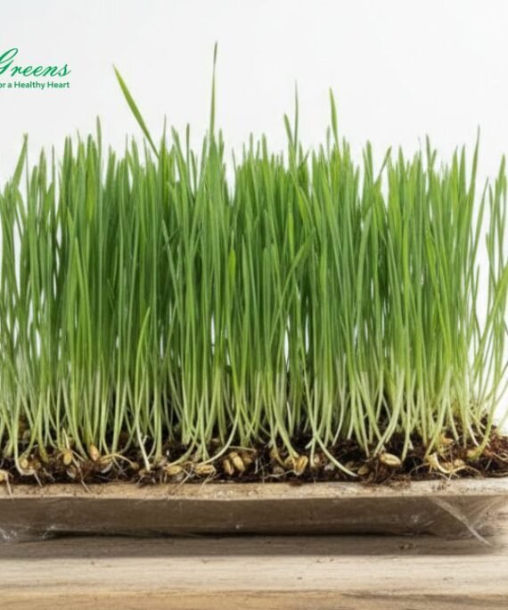Wheatgrass - Live Tray