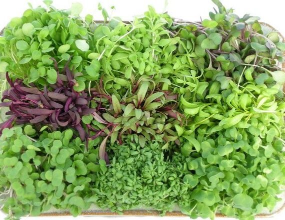 Mix Microgreens – Fresh Cut