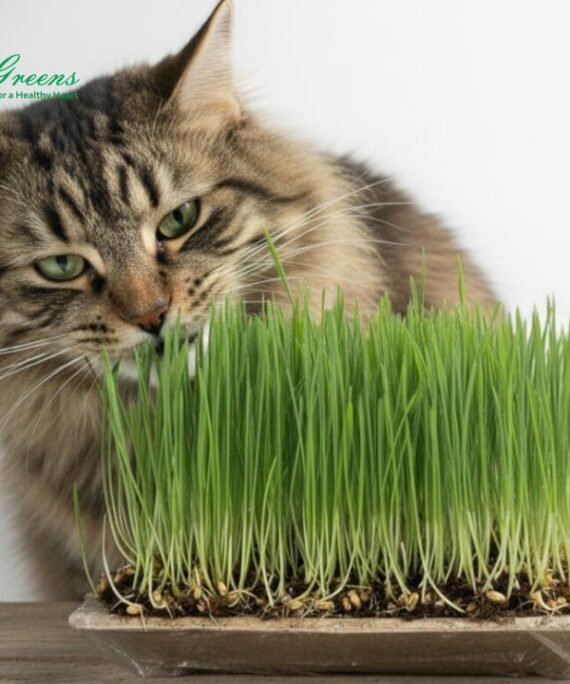 Cat Grass - Ready to Eat